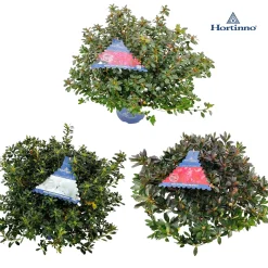 Azalea japonica Hortinno