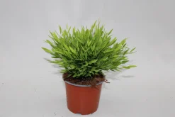 Bamusa Pogonatherum Monica p12 h25
