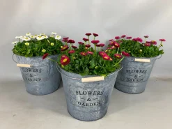 Bellis in zinken emmer