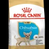 Bhn chihuahua puppy 500g