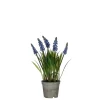 Blauw druifje dans un pot plastique blauw - h27xd8,5cm