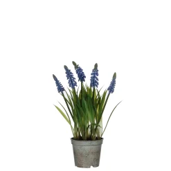 Blauw druifje dans un pot plastique blauw - h27xd8,5cm