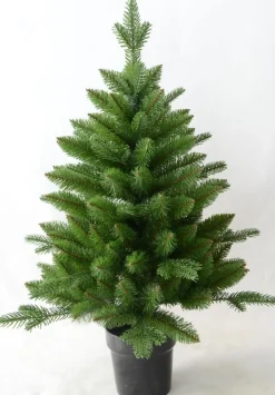 Boom in pot 46 x 60cm