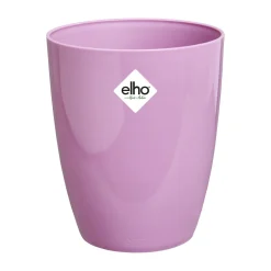 Brussels diamond orchidee hoog 12,5