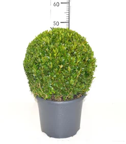 Buxus bol in grijze decopot p26 h45