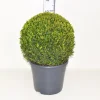 Buxus sempervirens bol p31 h70