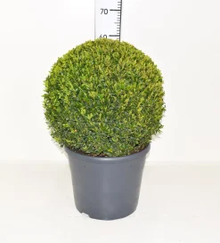 Buxus sempervirens bol p31 h70