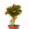 Calamondino ciotola