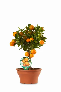 Calamondino ciotola