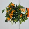 Calamondino spalliera