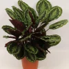 Calathea Medallion (Pauwenplant)