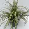 Carex hachijoensis Evergold ( Bontbladige Zegge )