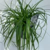 Carex oshimensis Evergreen ( Zegge )