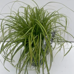 Carex oshimensis Eversheen ( Zegge )