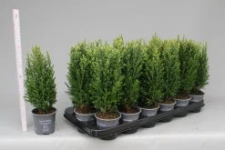 Chamaecyparis lawsoniana Snow White