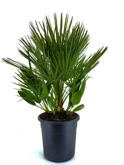 Chamerops humulis p32