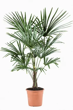 Chinese waaierpalm p22