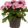Chrysanthemum dubbel roze ( Chrysant )
