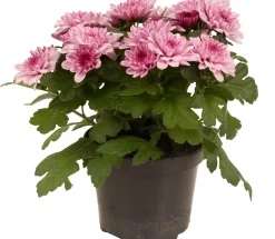 Chrysanthemum dubbel roze ( Chrysant )