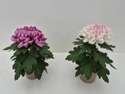 Chrysanthemum uniflor