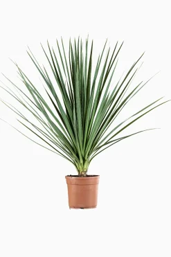 Cordyline p29