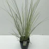 Cortaderia selloana Mini Goldpampas ( Pampasgras )