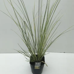 Cortaderia selloana Mini Goldpampas ( Pampasgras )