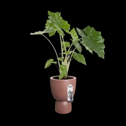 COUPE 41CM ROSY BROWN