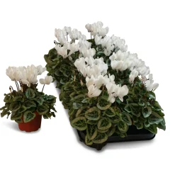 Cyclamen silverado