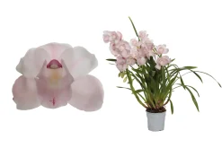 Cymbidium pink bell p12 h65