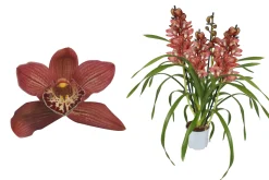 Cymbidium red Beauty Roy 4 bloemstelen