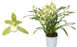 Cymbidium wild mint p12 h50