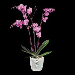 Diamond orchidee 12,5cm