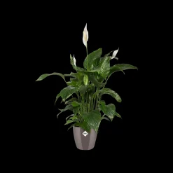 Diamond orchidee hoog 20cm