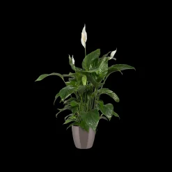 Diamond orchidee hoog 20cm