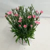 Dianthus peach