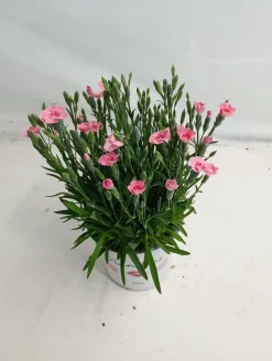 Dianthus peach