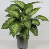 Dieffenbachia seguine 'Reeva'