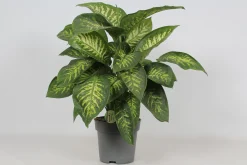 Dieffenbachia seguine 'Reeva'