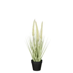 Dogtail in pot groen - h40xd15cm