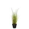 Dogtail in pot wit - h40xd15cm