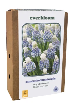Doos 'everbloom' met 25 bloembollen muscari mountain lady