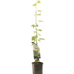Druivenplant vitis vinifera muscat 150 cm