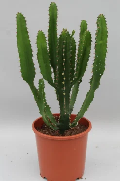 Euphorbia triangularis