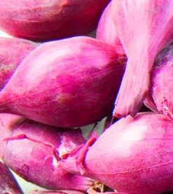 Franse plantsjalot mikor 15/40 500g