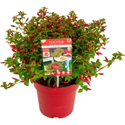 Fuchsia Chilli Red