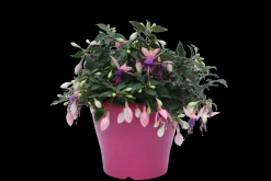 Fuchsia staand p19 h20