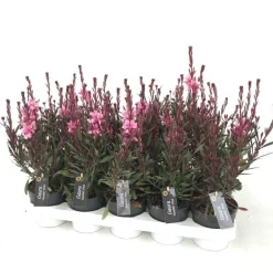 Gaura of prachtkaars p12 h25