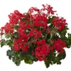 Geranium hang p12