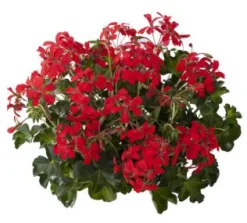 Geranium hang p12